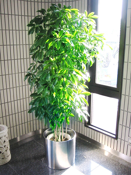 観葉植物写真