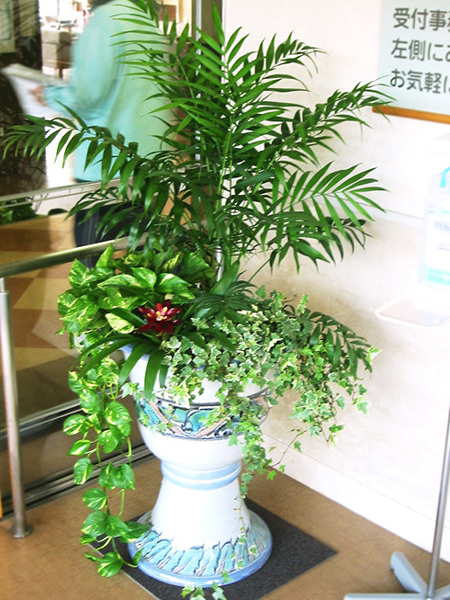 観葉植物写真