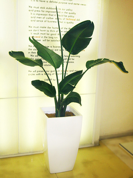 観葉植物写真