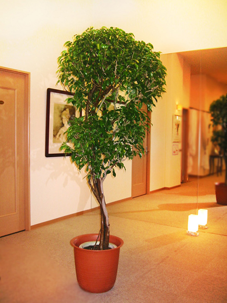 観葉植物写真