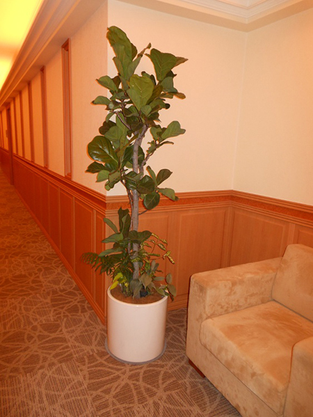 観葉植物写真