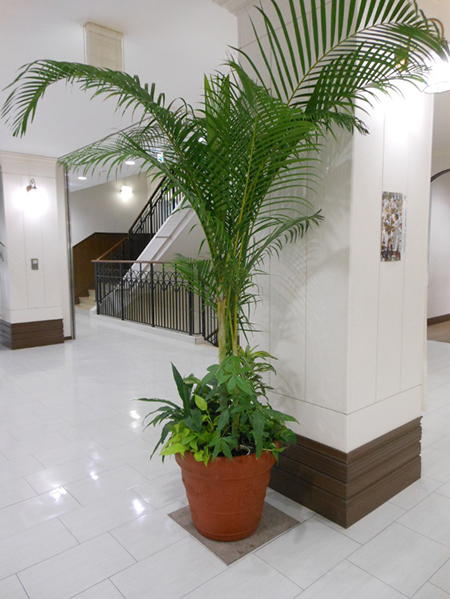 観葉植物写真